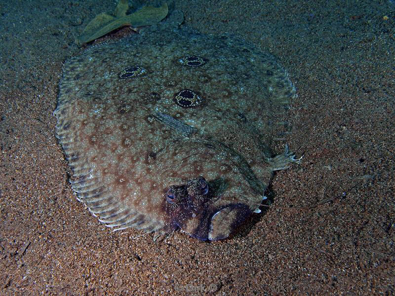 philippines diving platvis