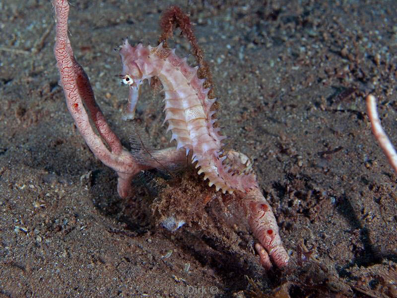 Filippijnen duiken seahorse