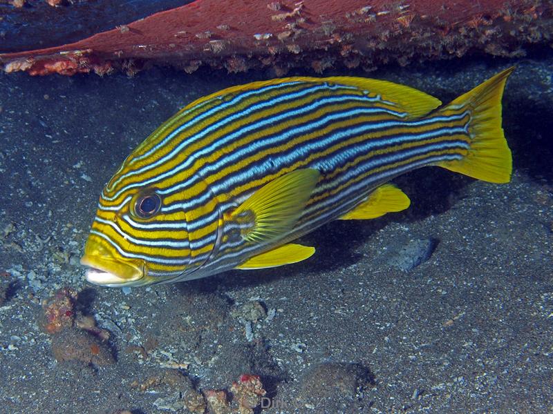 Filippijnen duiken striped sweetlips