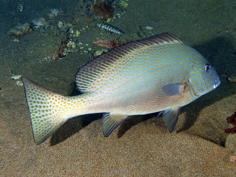 philippines diving sweetlips