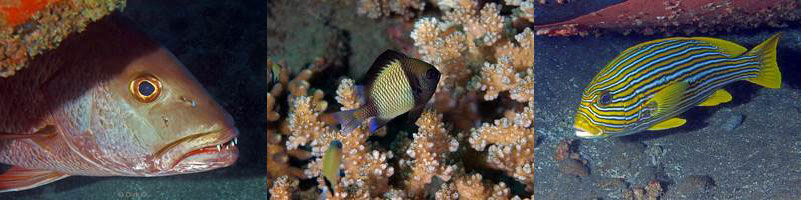 philippines diving negros