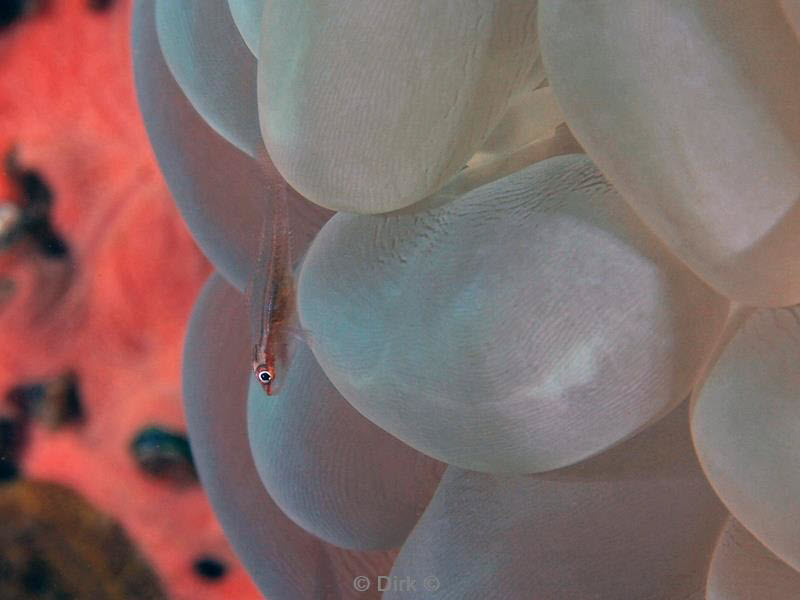 philippines diving bubble coral