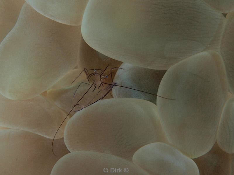 Filippijnen duiken coral shrimp