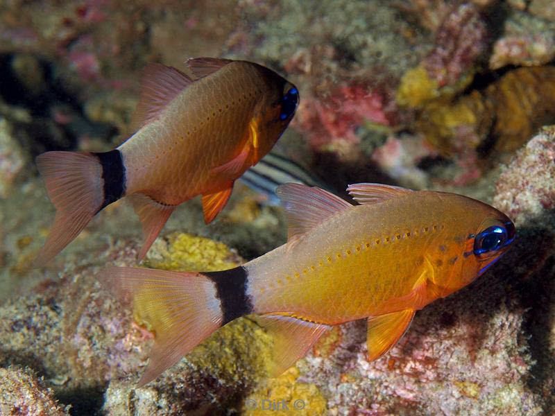 Filippijnen duiken damselfish