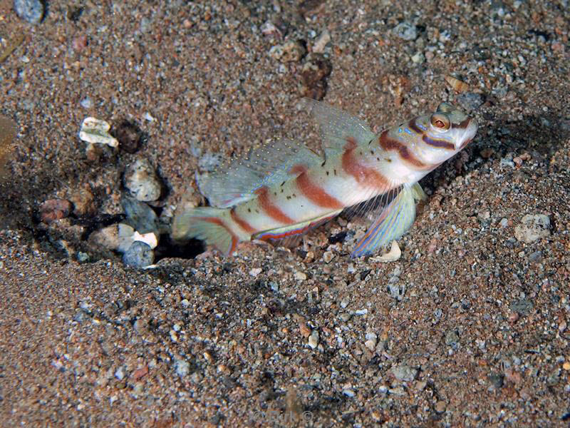 Filippijnen duiken goby fish