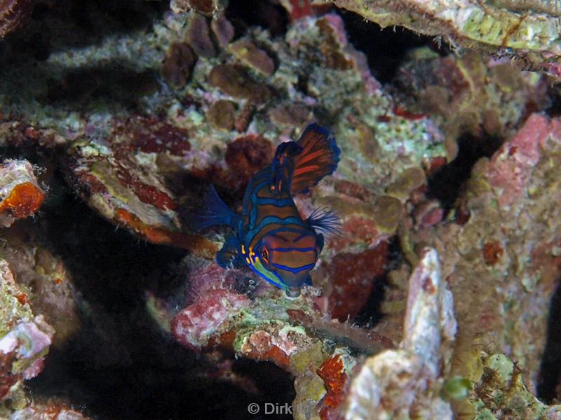 Filippijnen duiken mandarinfish