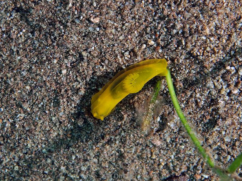 Filippijnen duiken nudibranch