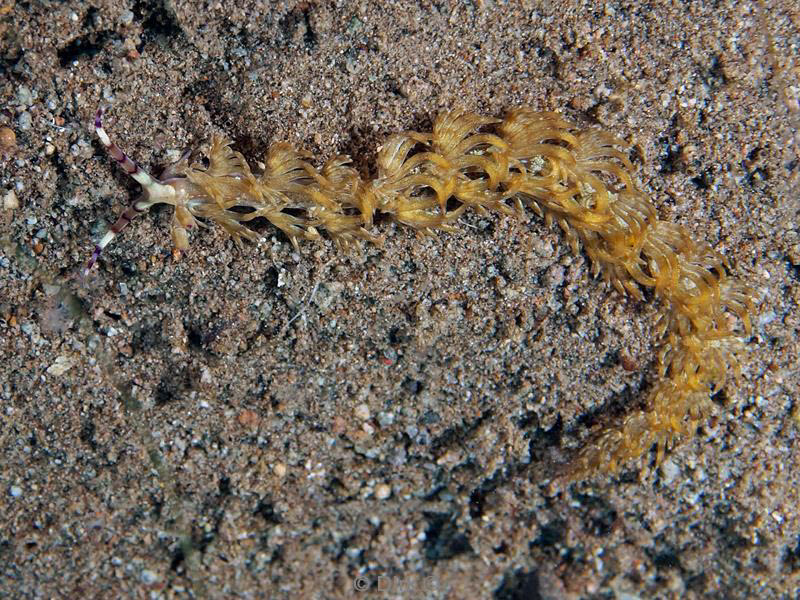 Filippijnen duiken nudibranch