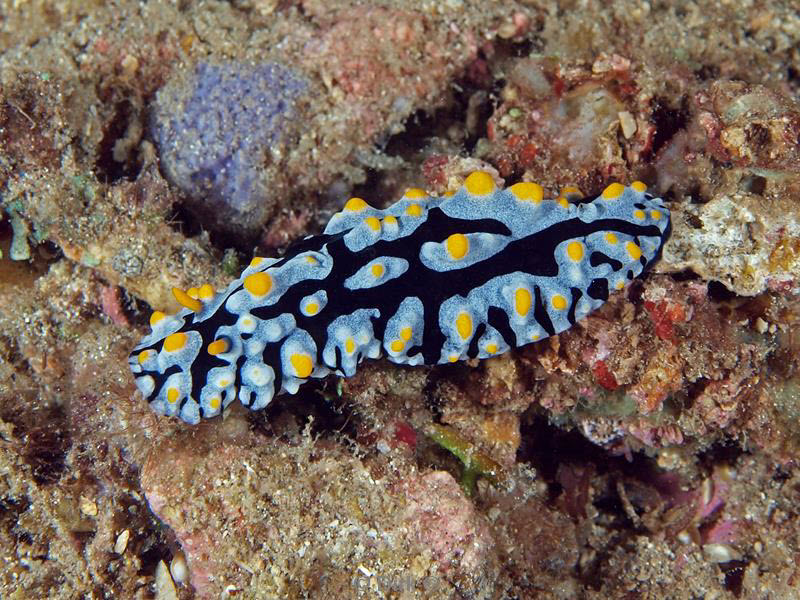 Filippijnen duiken nudibranch