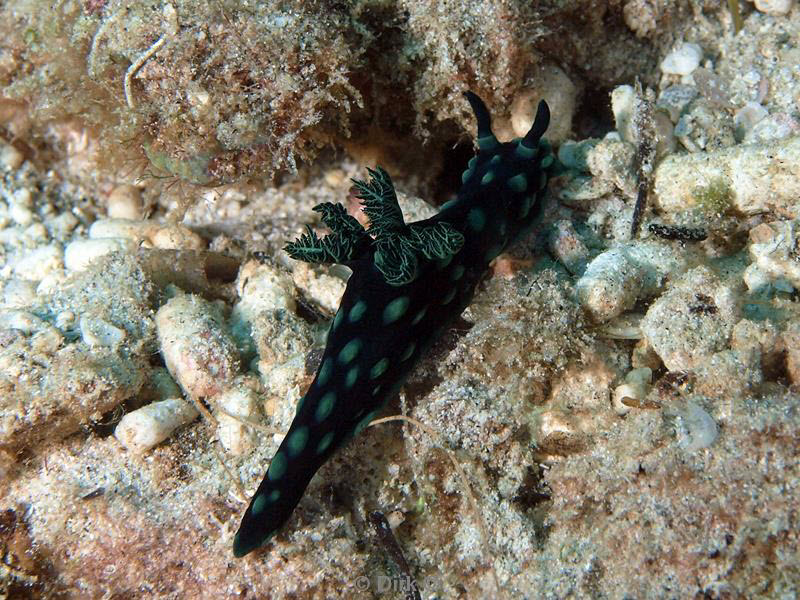 Filippijnen duiken nudibranch