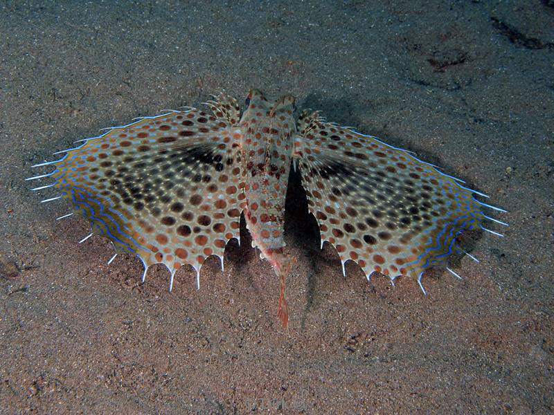 philippines diving poon