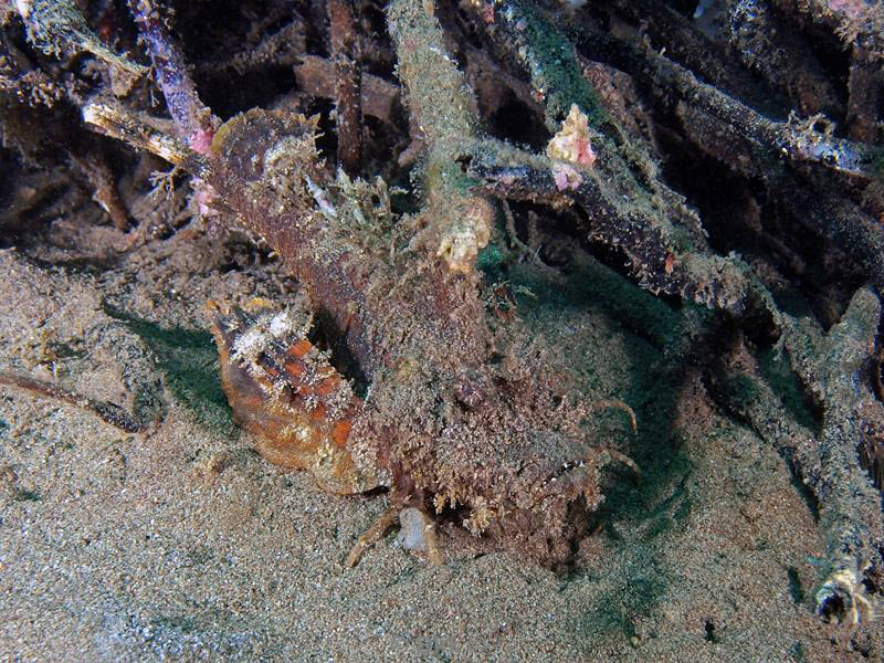 philippines diving scorpionfish