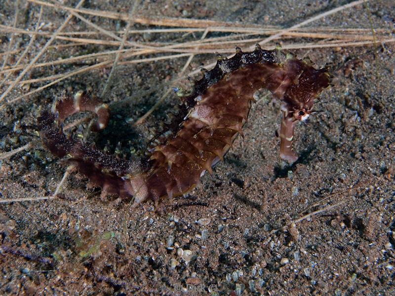 Filippijnen duiken zeepaardje