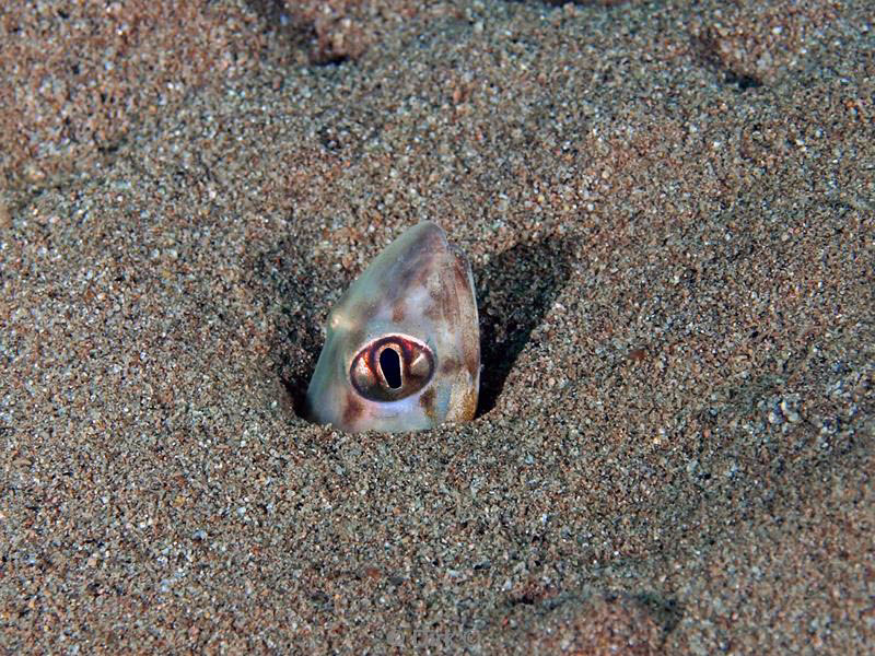 philippines diving eel