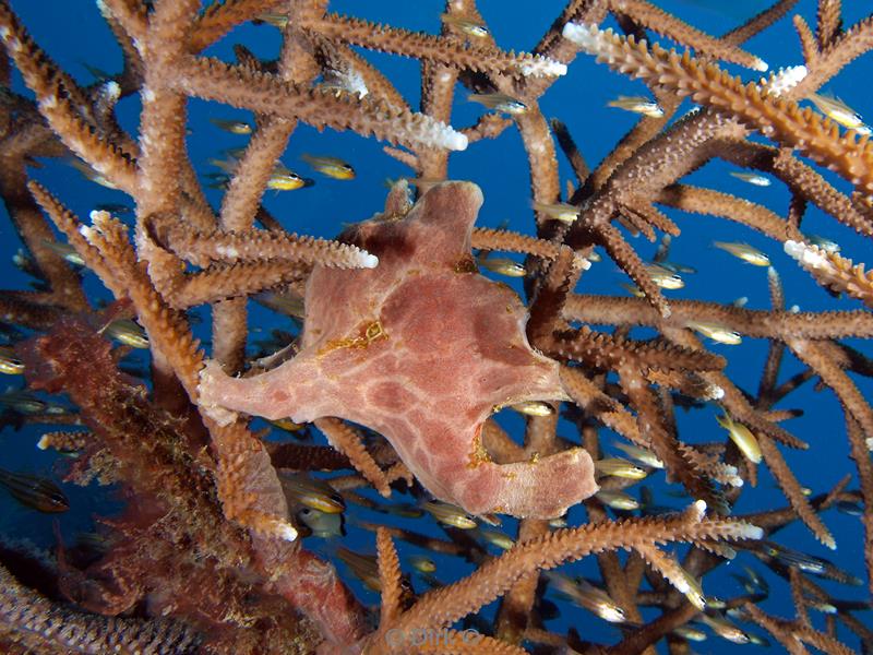 Filippijnen duiken frogfish