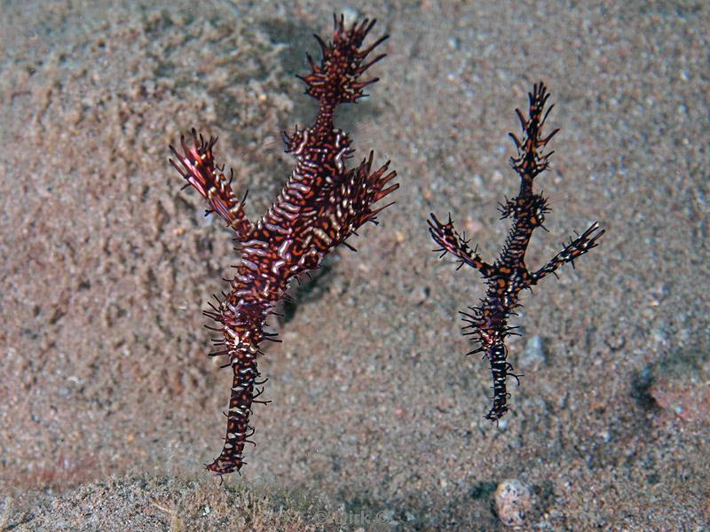 Filippijnen duiken ghost pipefish