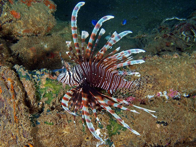 philippines diving lionfish