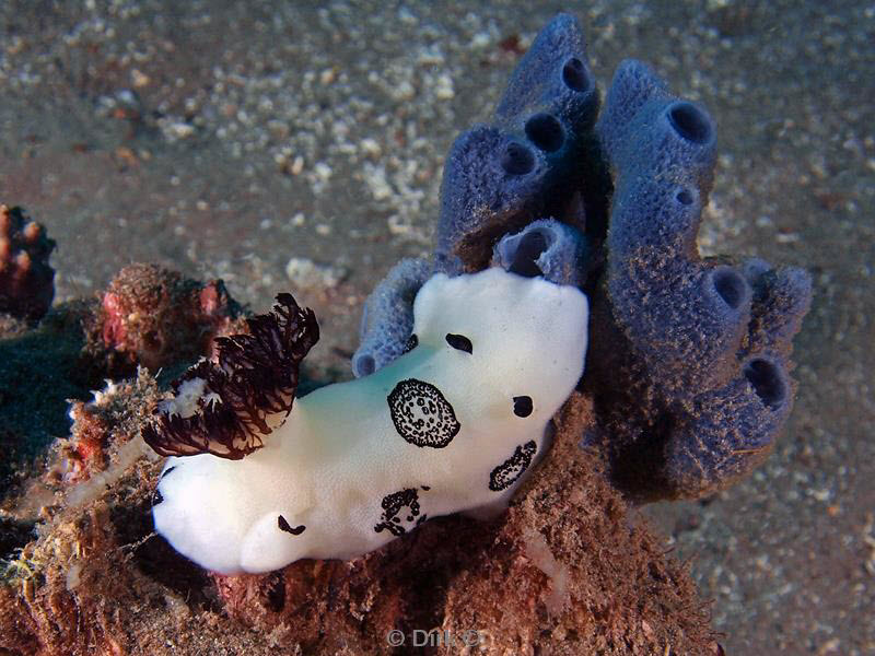 Filippijnen duiken nudibranch