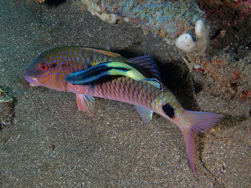 philippines diving sweetlips