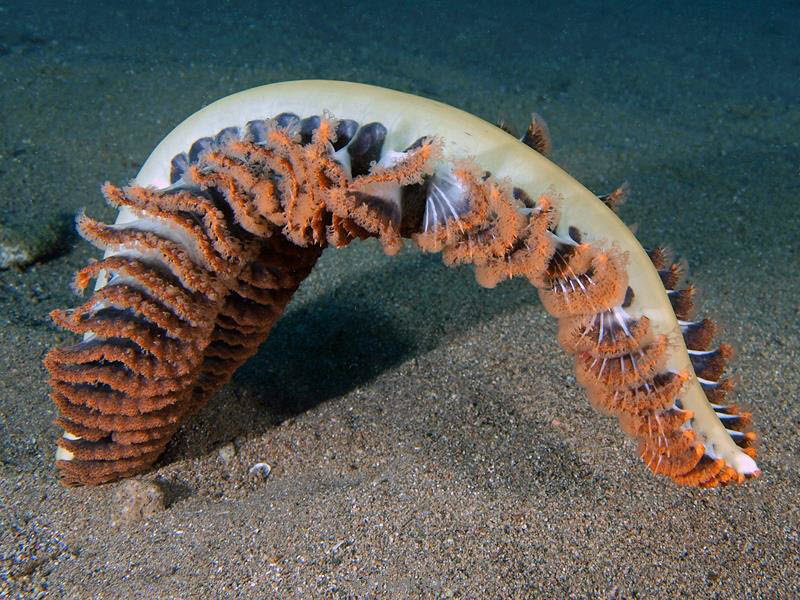 Filippijnen duiken zee veer