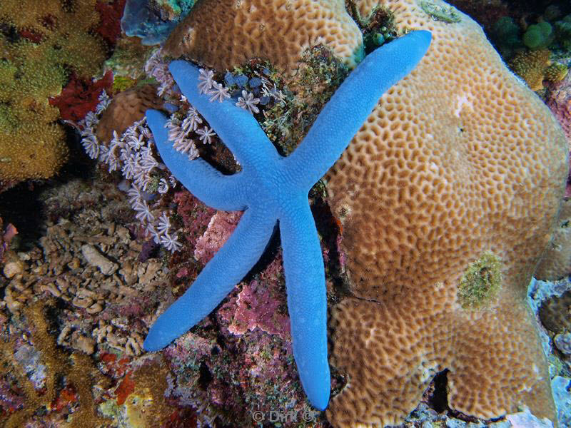 philippines diving blue seastar