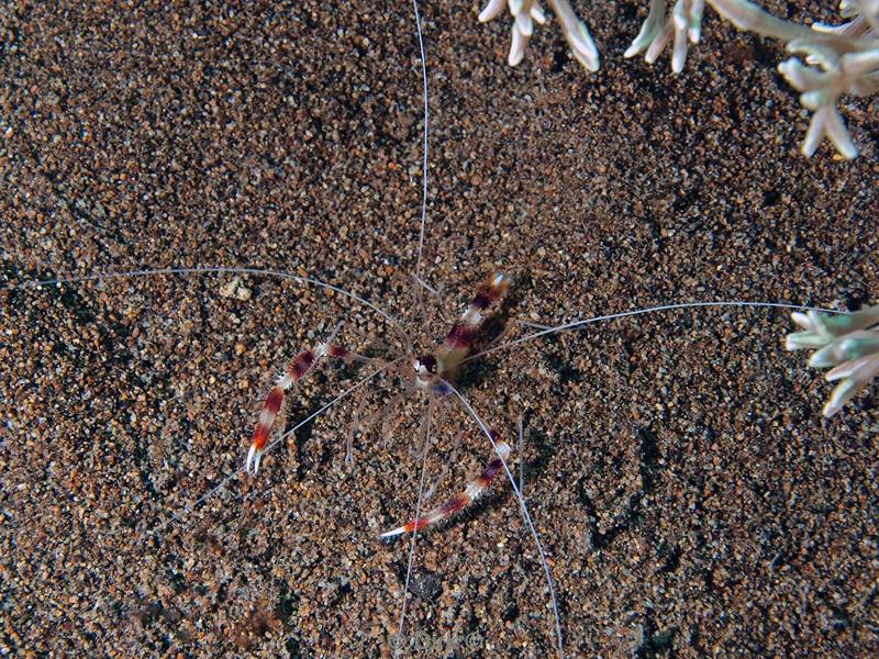 philippines diving boxer shrimp