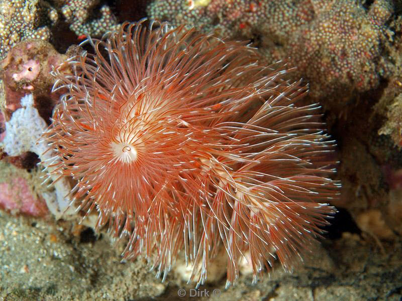 philippines diving kokker worm