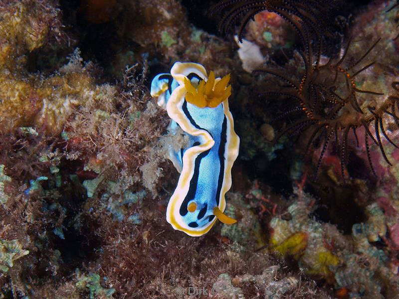 philippines diving nudibranch