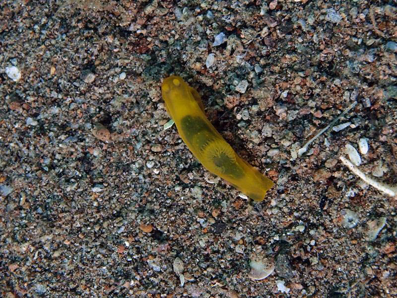 philippines diving nudibranch