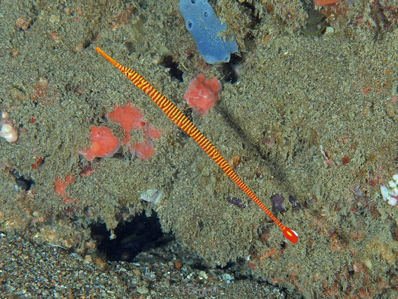 philippines diving pipefish