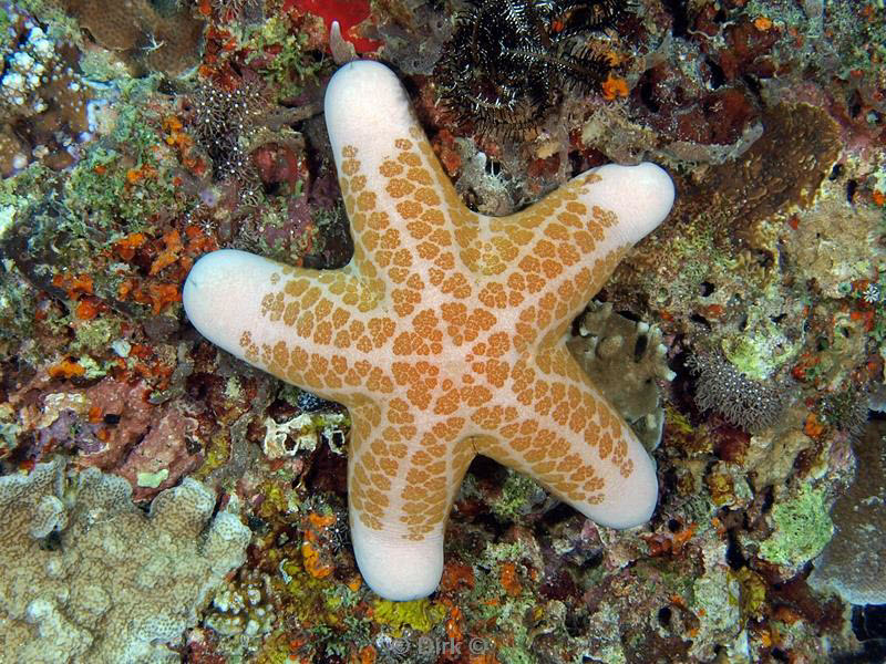 philippines diving seastar