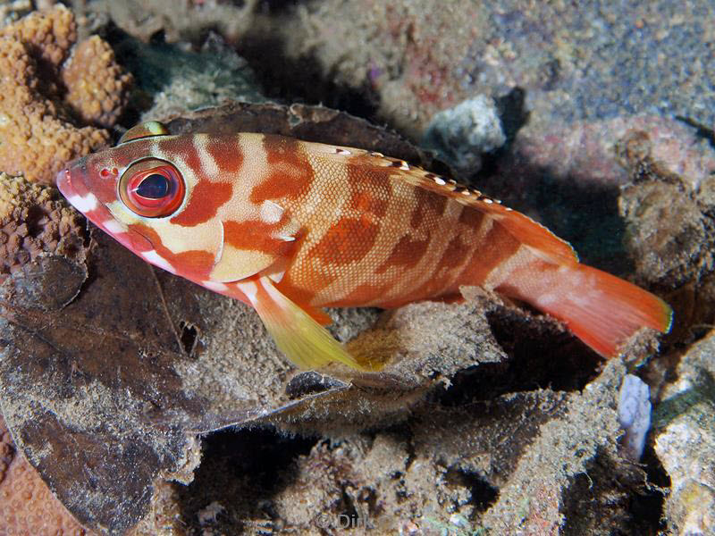 philippines diving tandbaars