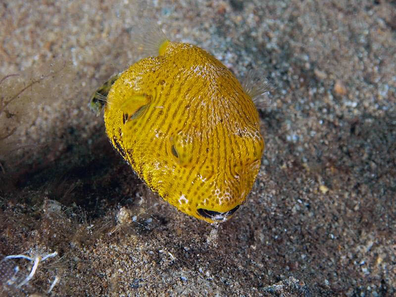 philippines diving vis