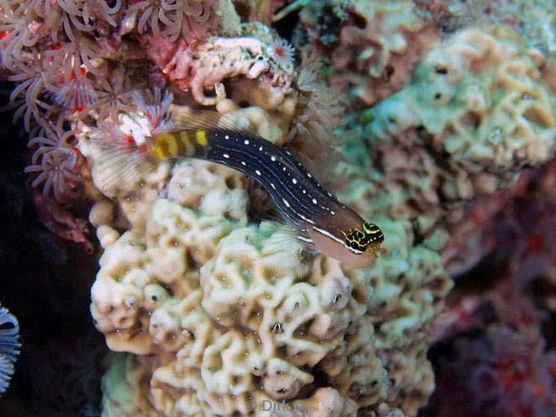 philippines diving