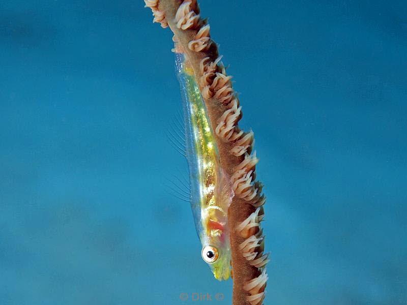 philippines diving