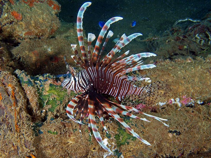 Filippijnen duiken lionfish