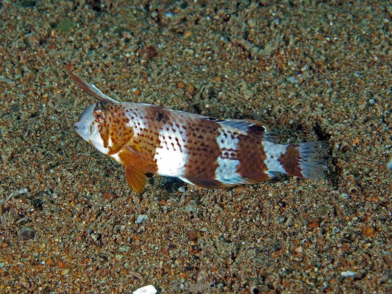 Filippijnen duiken peacock razorfish