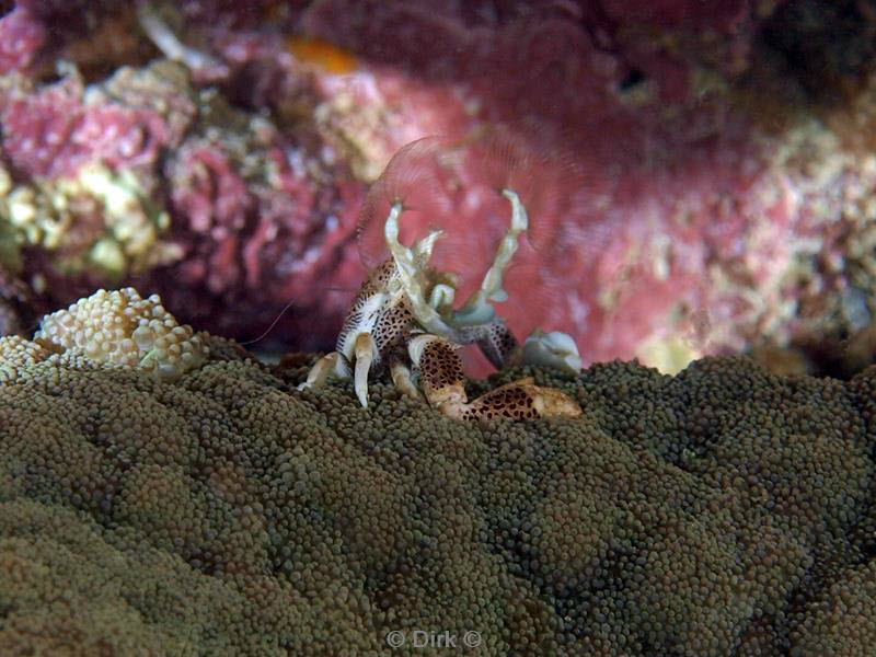 philippines diving