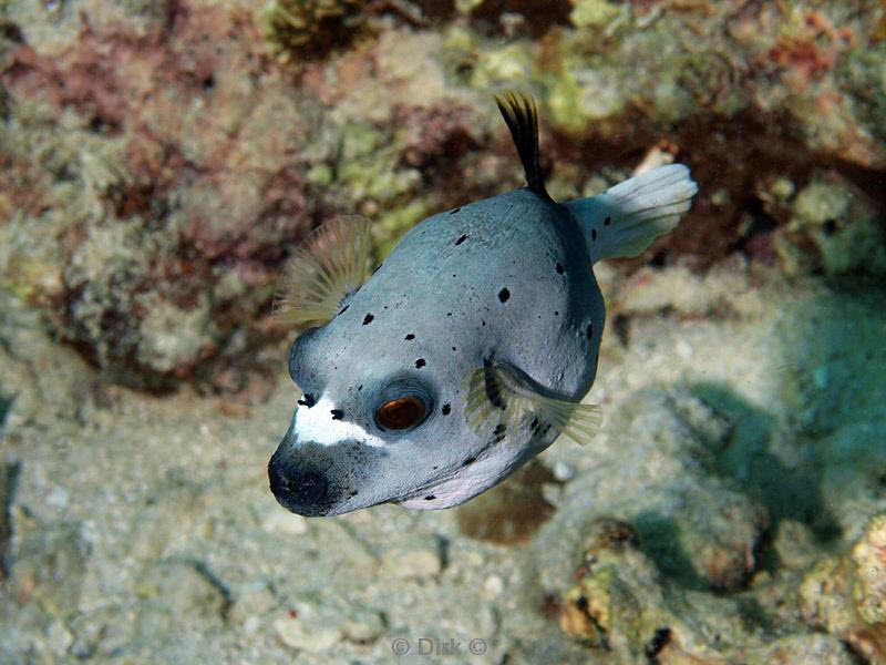 philippines diving