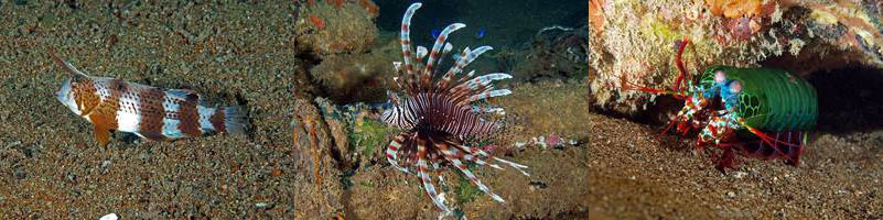 Philippines Diving negros