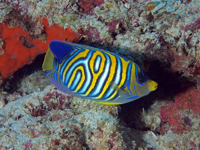 philippines diving butterfly fish