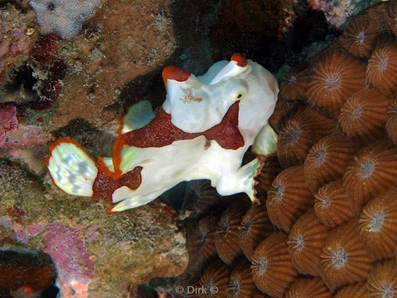 Filippijnen duiken frogfish