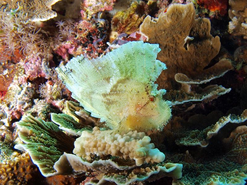 philippines diving leaf scorpionfish