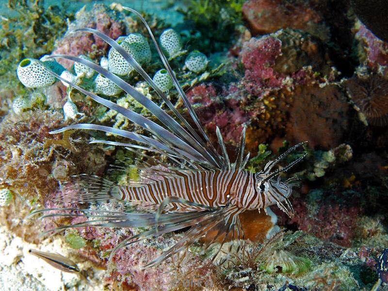 Filippijnen duiken lionfish