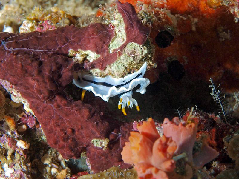 philippines diving nudibranch