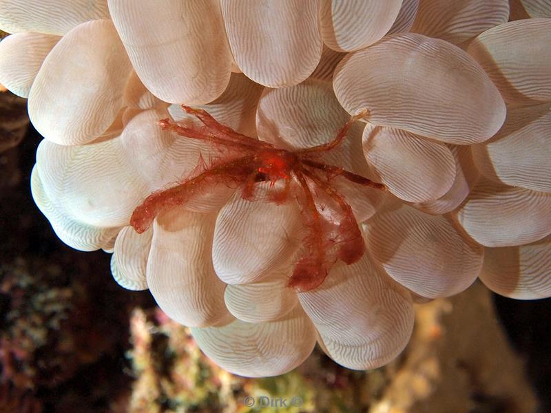 philippines diving oranutang crab 