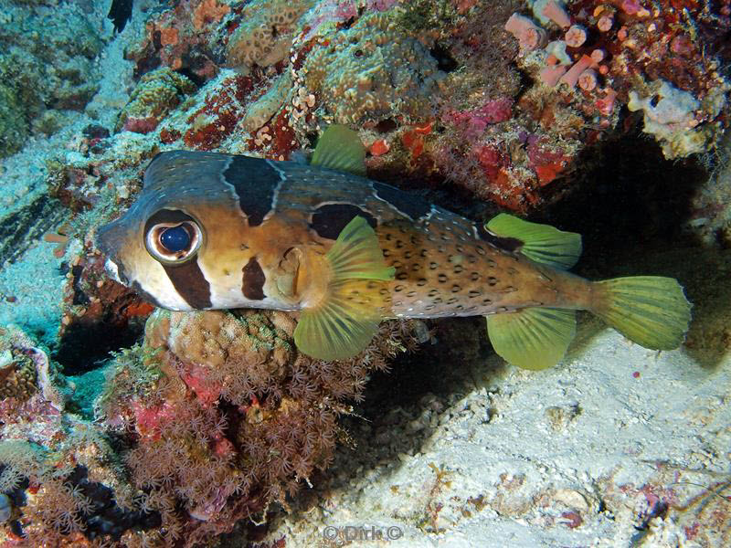 philippines diving porcupine fish