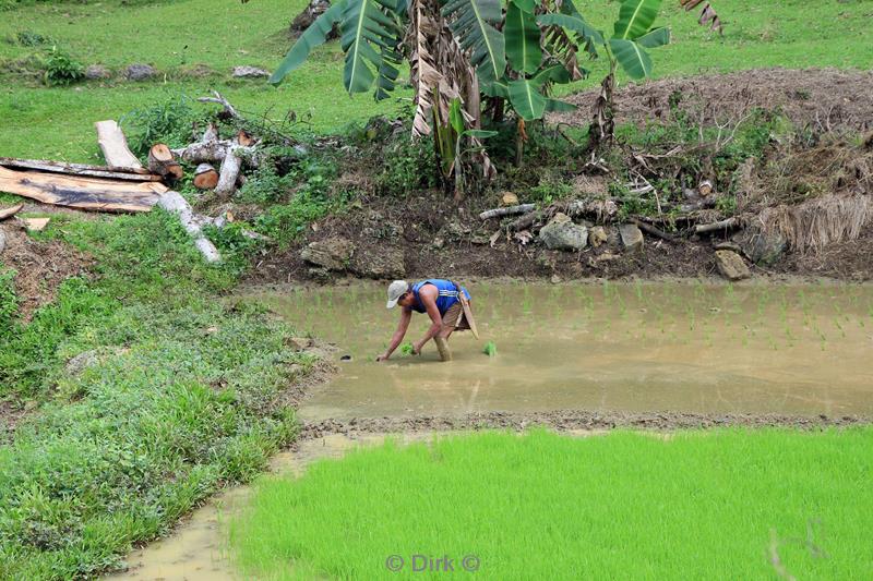 philippines bohol rice fields