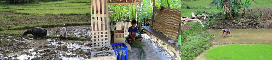 philippines bohol rice fields