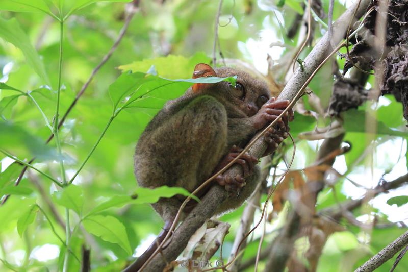 Filippijnen bohol tarsiers de kleinste primaten